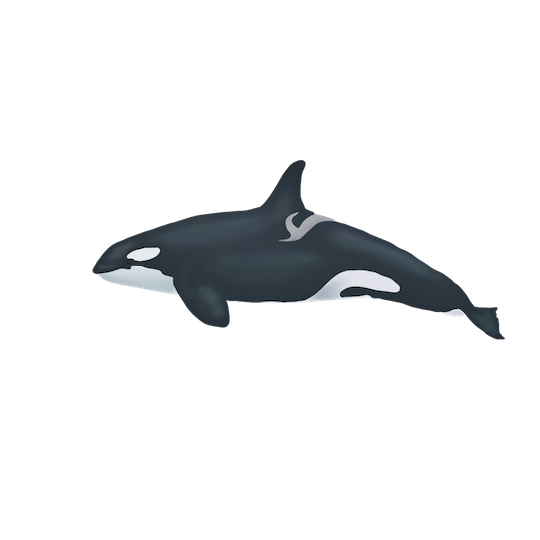 female-orca