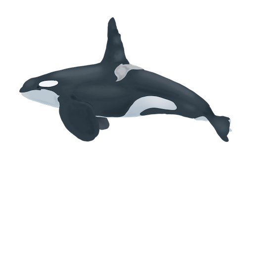 male-orca
